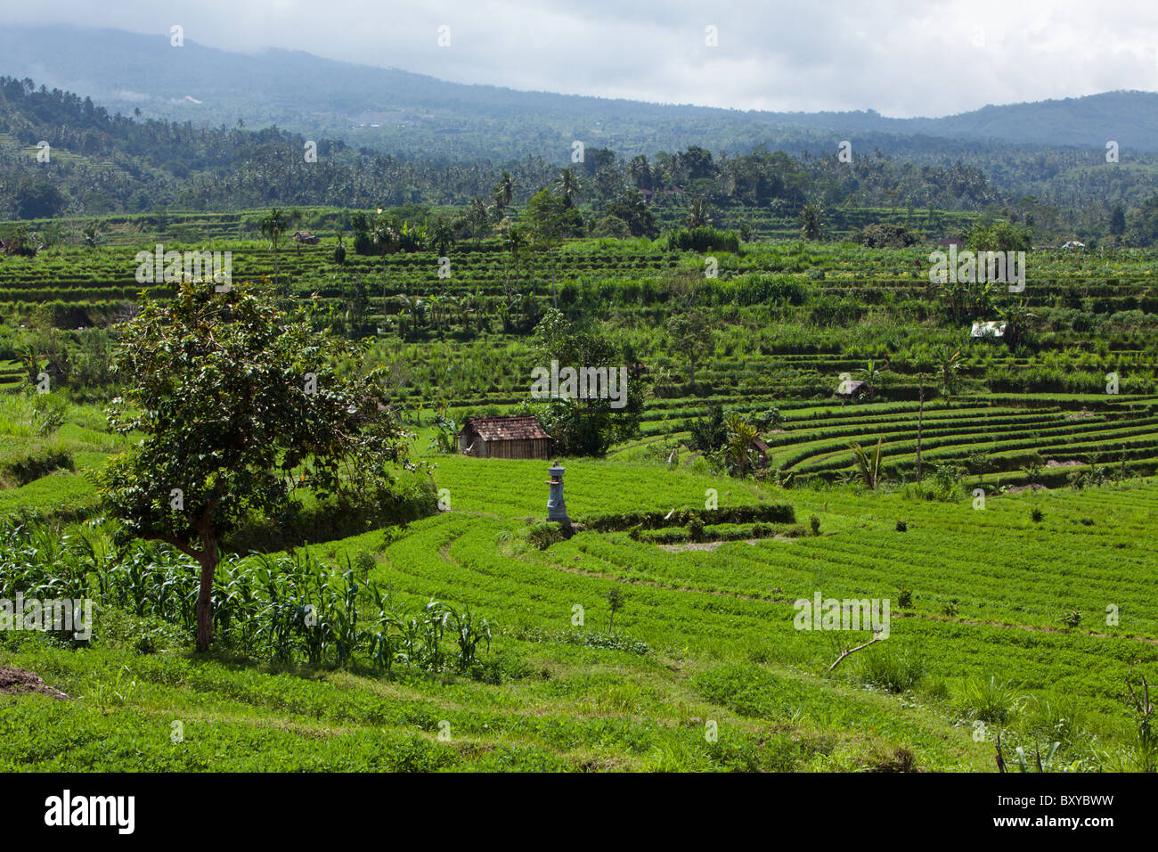 Klee-Felder auf Bali, Trifolium, Bali, Indonesien Stockfoto