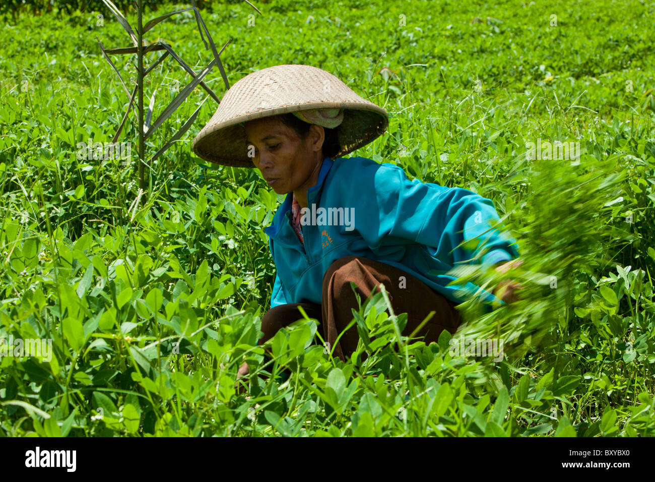 Landwirt schneiden Klee, Trifolium, Bali, Indonesien Stockfoto