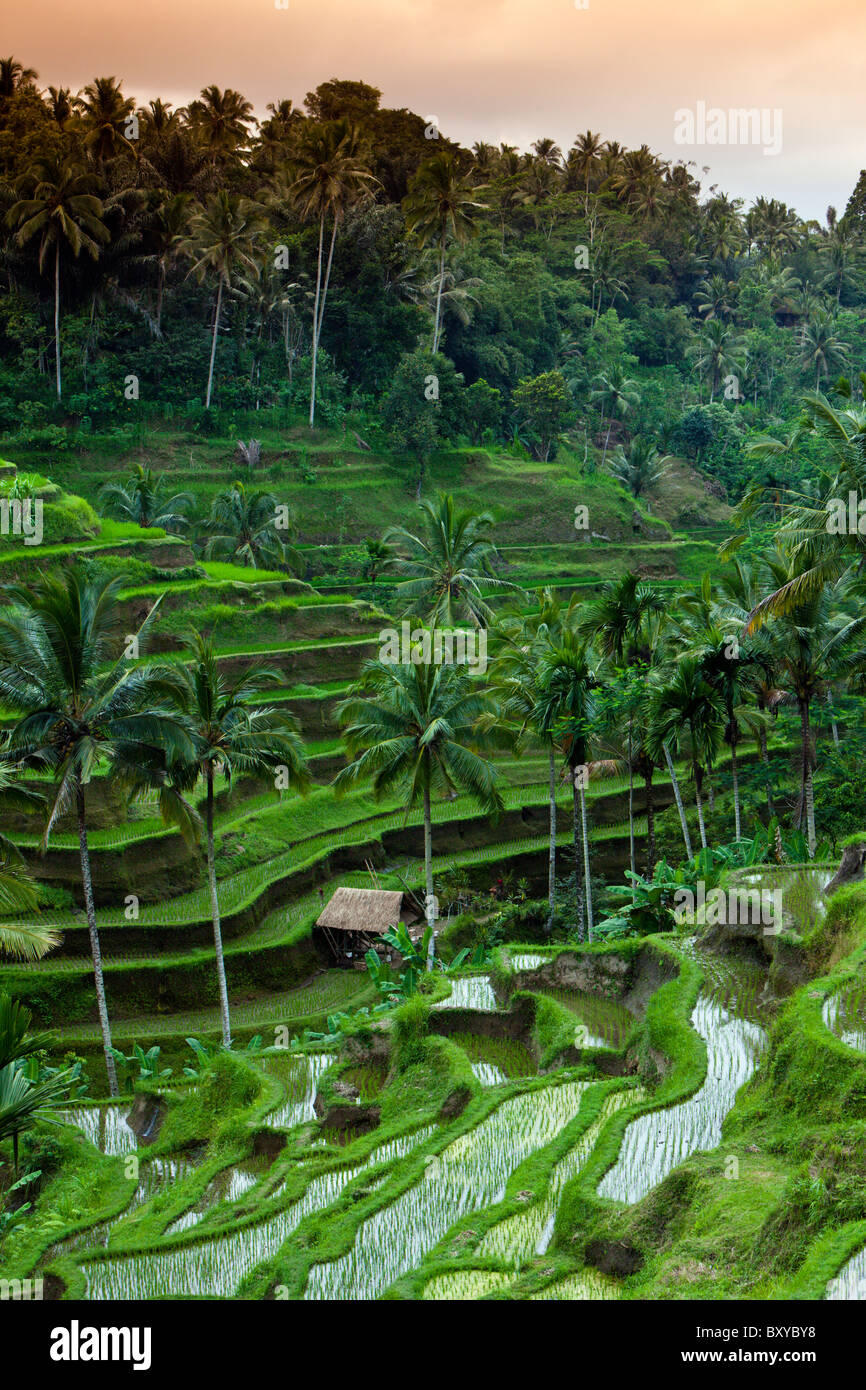 Reisfelder von Tegalalang, Oryza, Bali, Indonesien Stockfoto