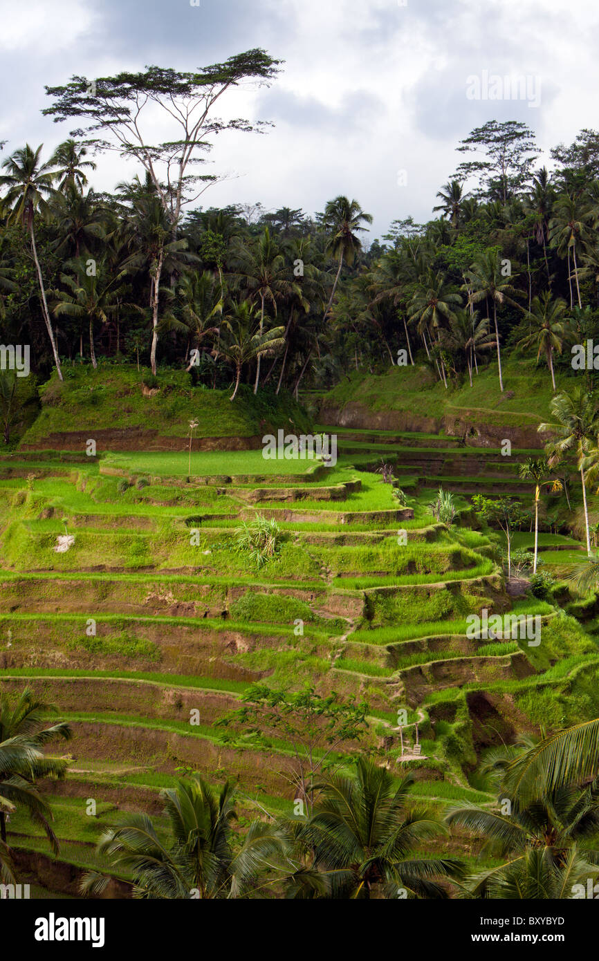 Reisfelder von Tegalalang, Oryza, Bali, Indonesien Stockfoto
