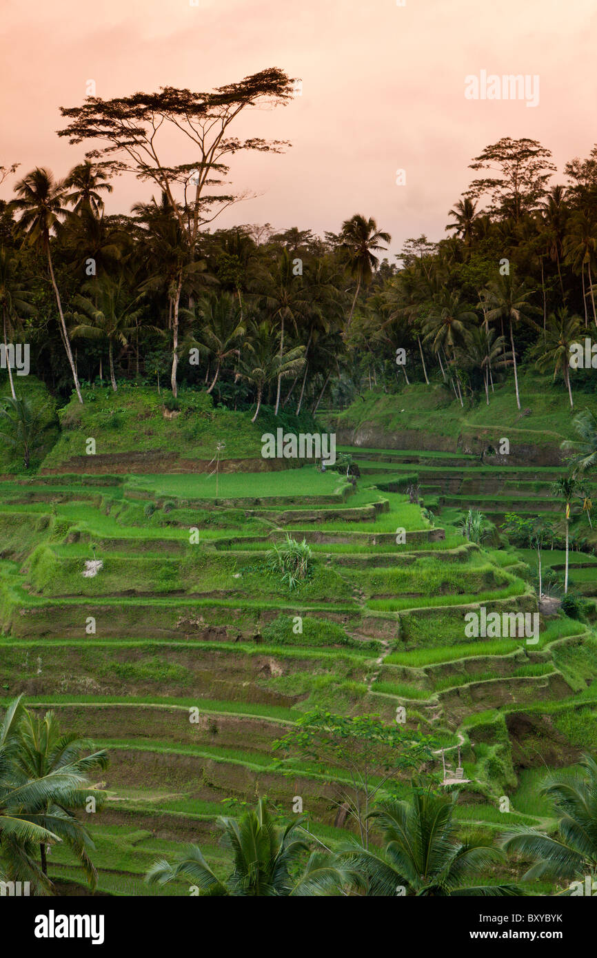 Reisfelder von Tegalalang, Oryza, Bali, Indonesien Stockfoto