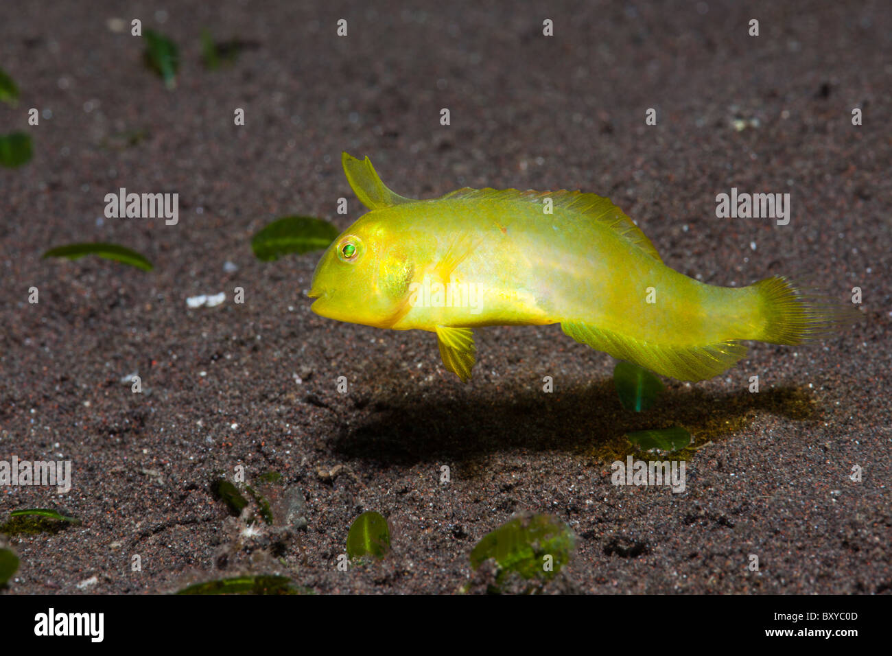 Juvenile Razorfish Xyrichtys SP., Alam Batu, Bali, Indonesien Stockfoto