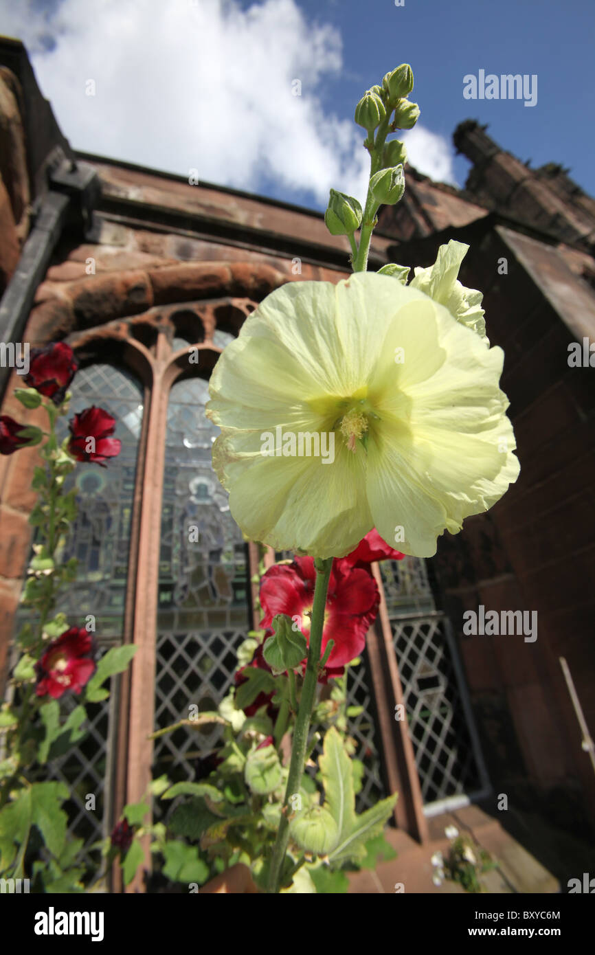 Von Chester, England. Sommer auf gelbe Stockrose in voller Blüte in Chester Cathedral Klostergarten. Stockfoto