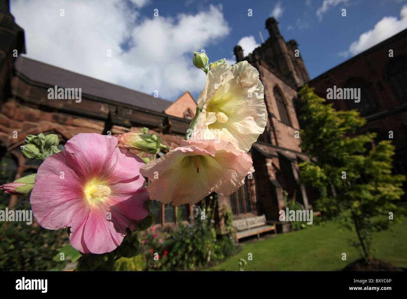 Von Chester, England. Sommer auf rosa und gelbe Stockrose in voller Blüte in Chester Cathedral Klostergarten. Stockfoto