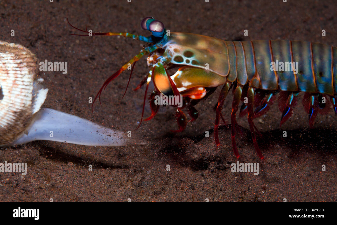 Fangschreckenkrebse versuchen, Clam, erfassen Odontodactylus Scyllarus, Seraya, Bali, Indonesien Stockfoto