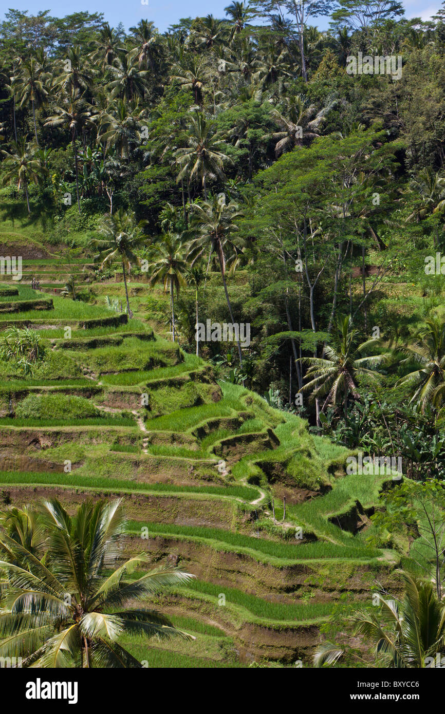 Reisfelder von Tegalalang, Oryza, Bali, Indonesien Stockfoto