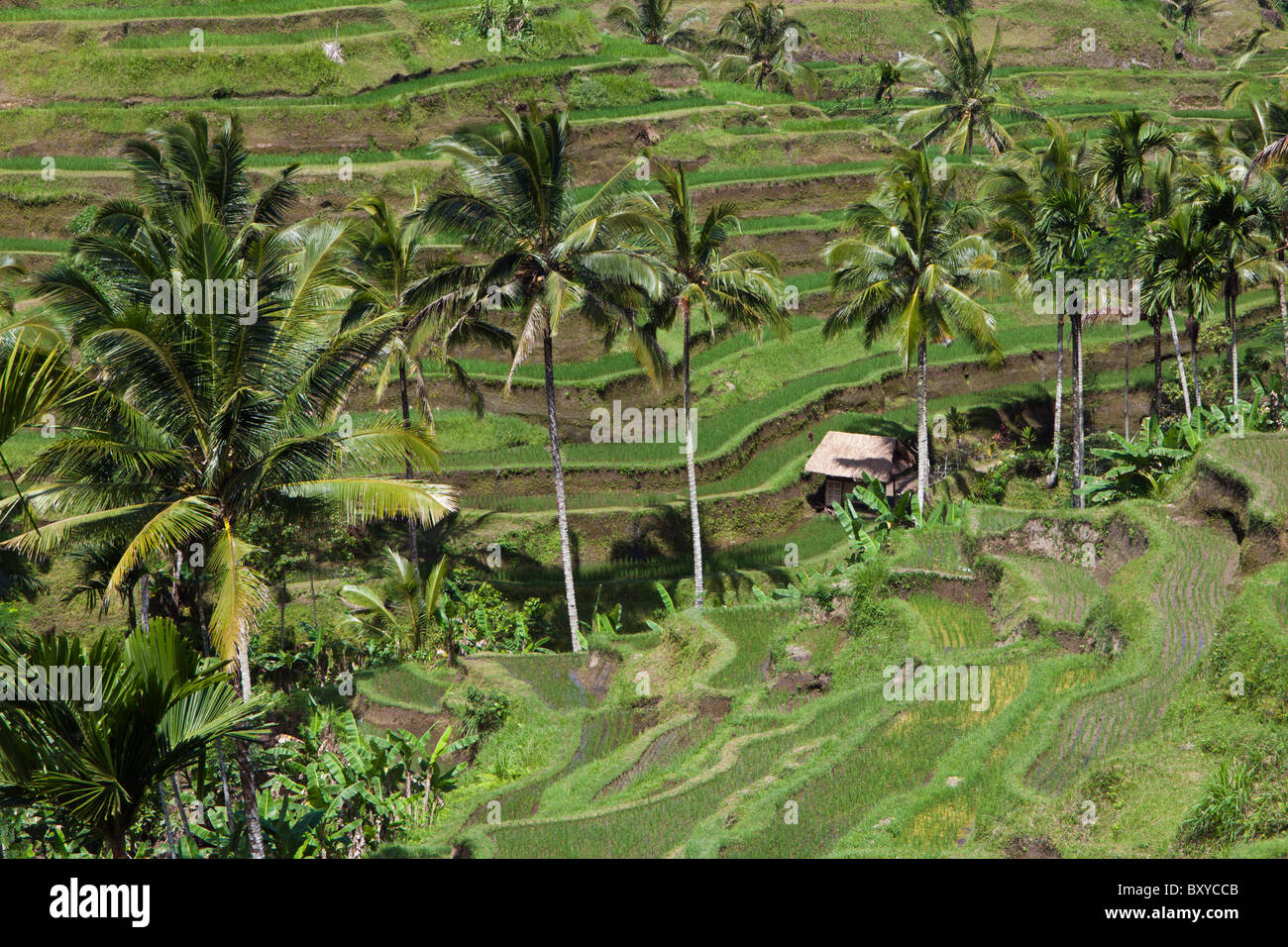 Reisfelder von Tegalalang, Oryza, Bali, Indonesien Stockfoto