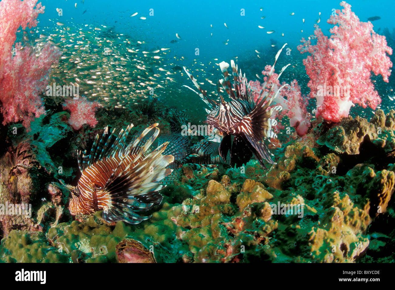 Rotfeuerfisch am Riff, Pterois Volitans, Phuket, Thailand Stockfoto