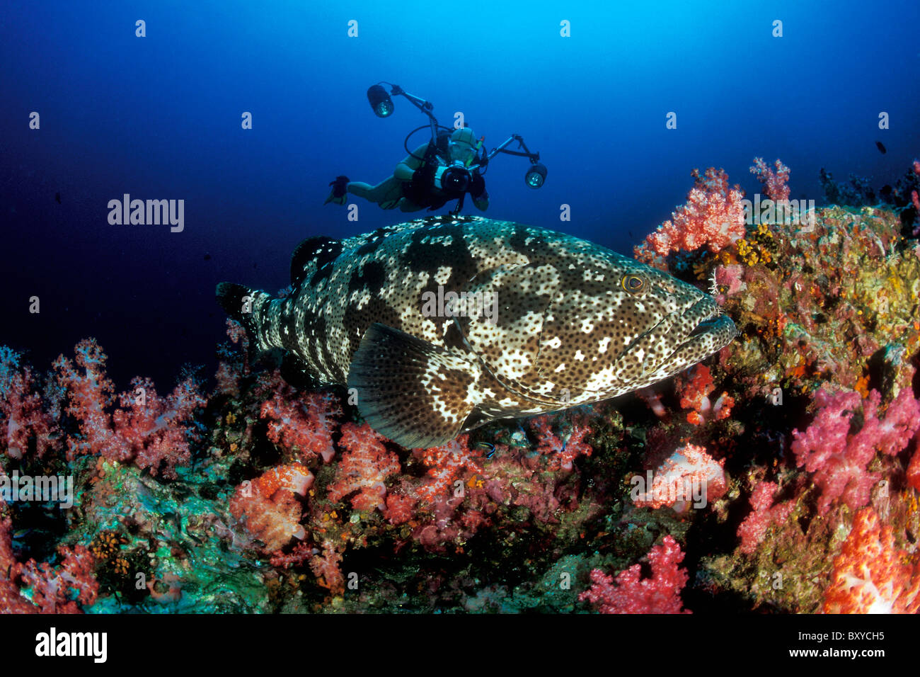 Scuba Diver macht Fotos von Malabar Zackenbarsch Epinephelus Malabaricus, Similan Inseln, Thailand Stockfoto