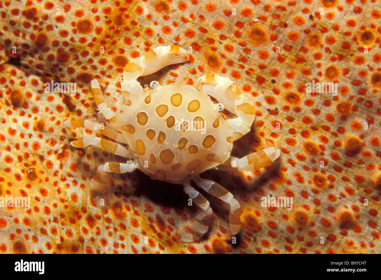 Porzellan-Krabben auf Seegurken, Pocellanella SP., Similan Inseln, Thailand Stockfoto