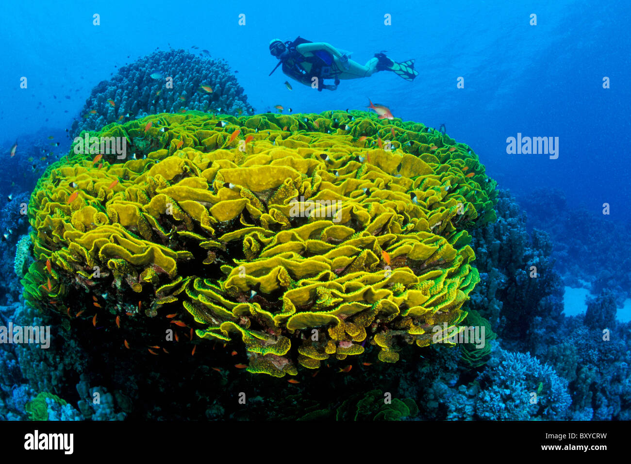 Scuba Diver über Salat Coral Turbinaria Reniformis, Marsa Alam, Rotes Meer, Ägypten Stockfoto