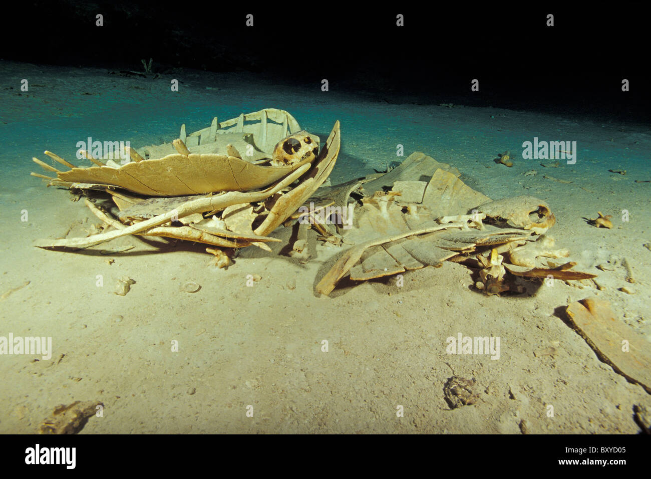 Skelettreste von Schildkröten in Turtle Tomb, Sipadan, Borneo, Malaysia Stockfoto