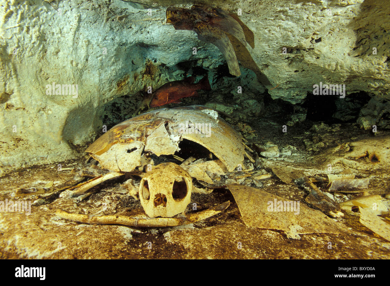 Skelettreste von Schildkröten in Turtle Tomb, Sipadan, Borneo, Malaysia Stockfoto