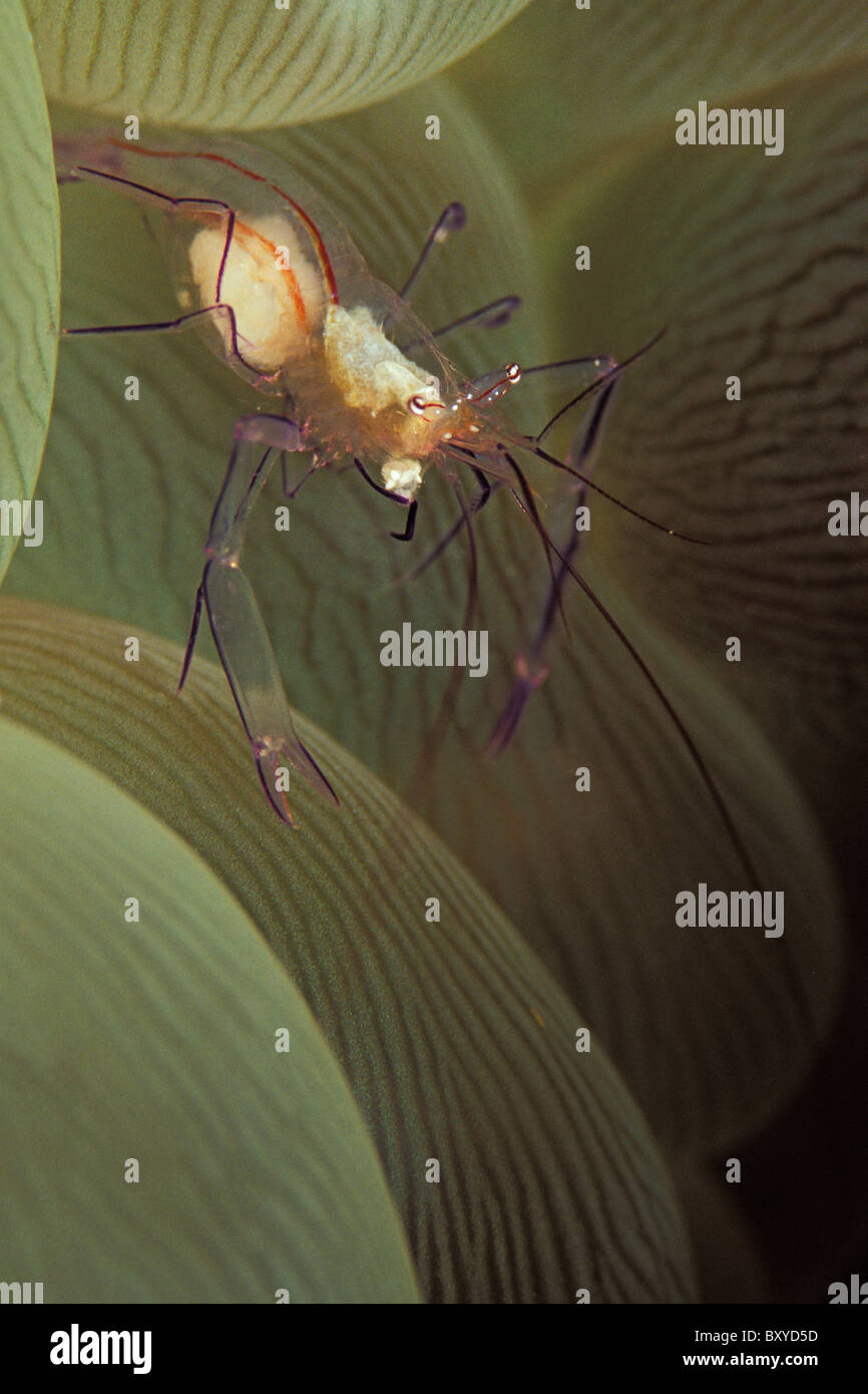 Kommensale Garnelen von Bubble Coral, Vir Philippinensis, Plerogyra Sinuosa, Mabul, Borneo, Malaysia Stockfoto