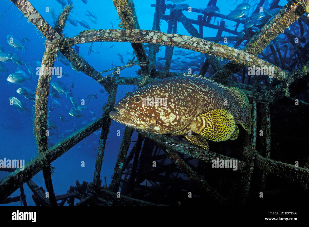 Riesen-Zackenbarsch unter Plattform, Epinephelus Laceolatus, Mabul, Borneo, Malaysia Stockfoto