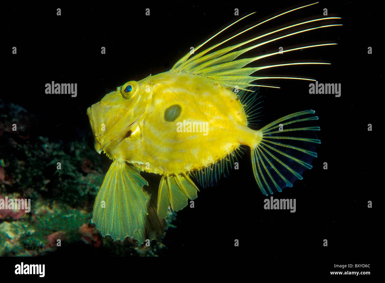 John Dory Fish, Zeus Faber, Cres, Adria, Kroatien Stockfoto