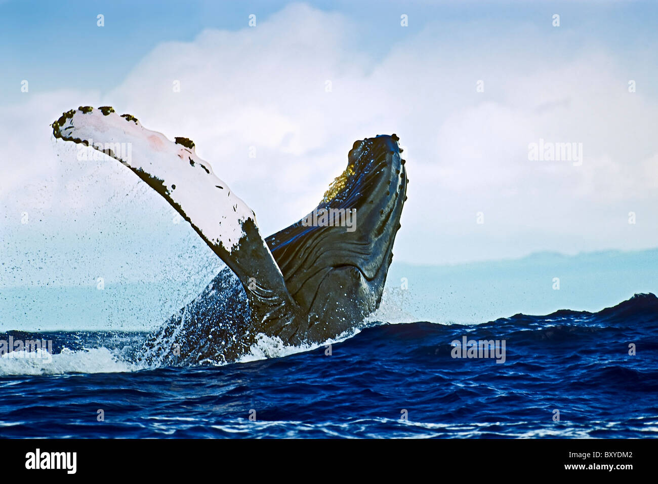 Verletzung der Buckelwal, Impressionen Novaeangliae, Hawaii, USA Stockfoto