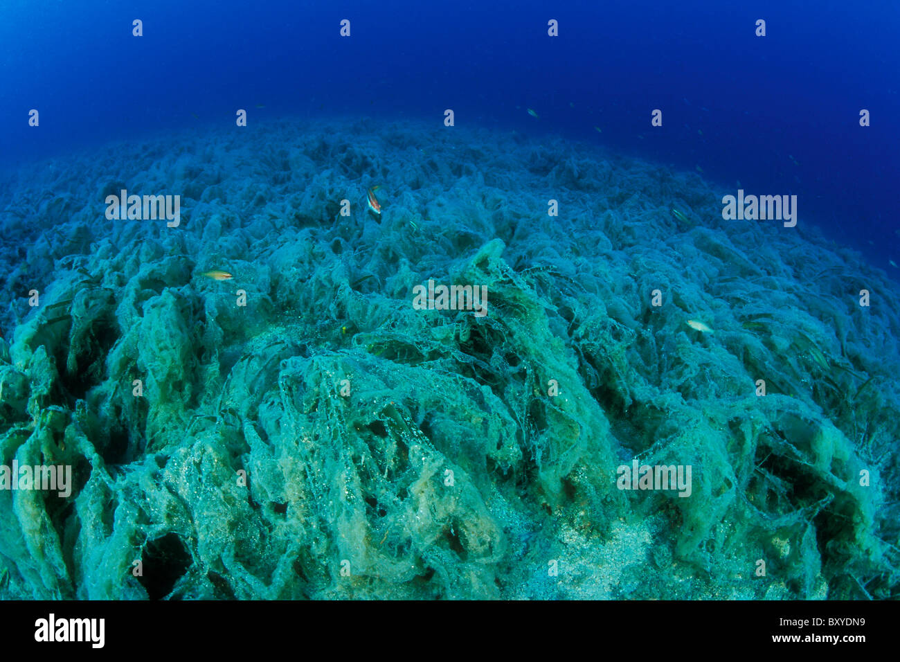 Algen-Plage im Mittelmeer, Insel Cres, Adria, Kroatien Stockfoto