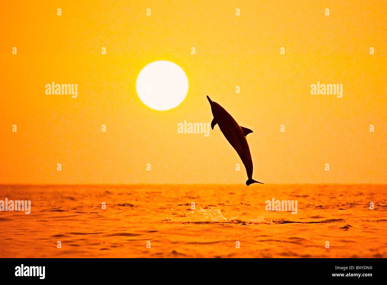 Silhouette der Spinner-Delphin, Stenella Longirostris Longirostris, Big Island, Hawaii, USA Stockfoto
