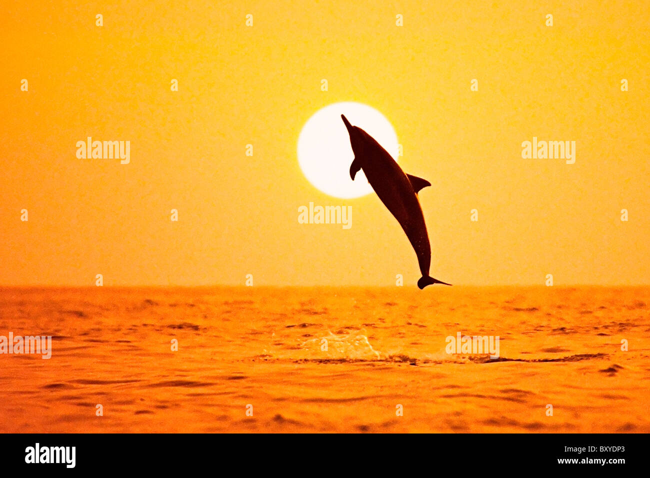 Silhouette der Spinner-Delphin, Stenella Longirostris Longirostris, Big Island, Hawaii, USA Stockfoto