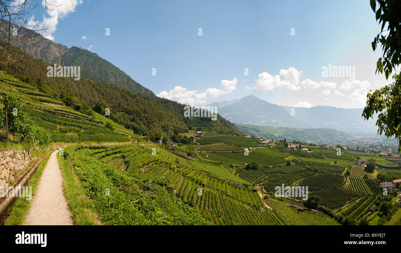 Vinschger Weinberge Trentino Alto Adige South Tyrol Meran Italien Stockfoto