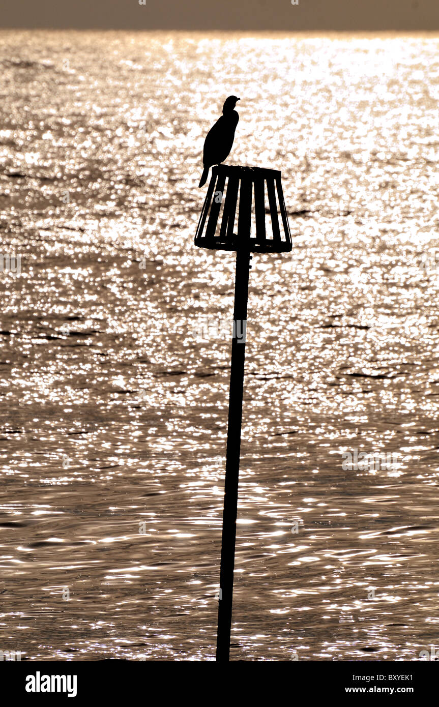 Kormoran thront auf Post mit Meer im Hintergrund Stockfoto