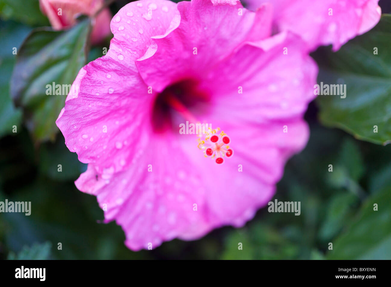 Magenta Hibiskus Blume mit Tropfen des Regens Stockfoto