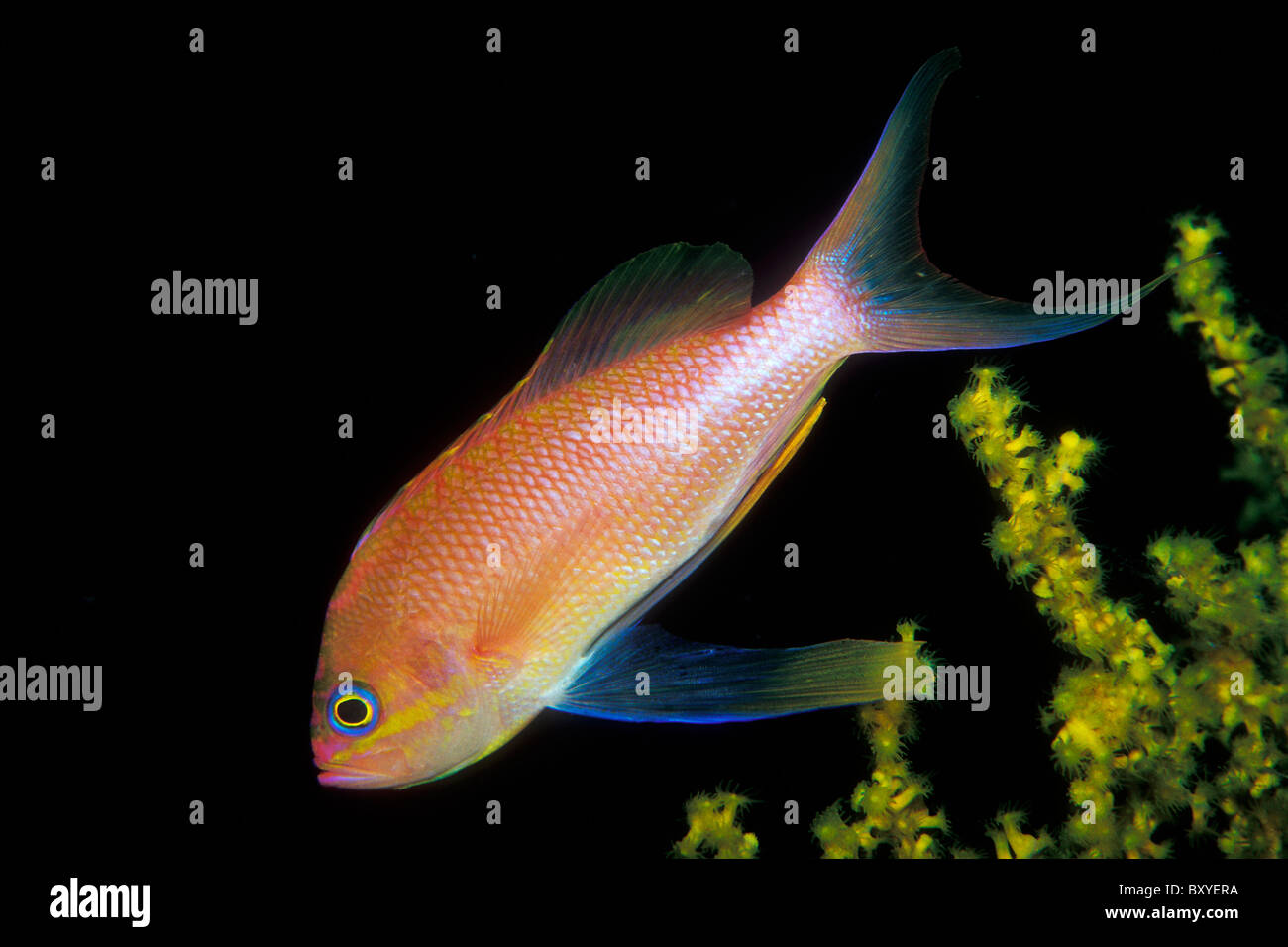 Mittelmeer Fee Basslet, Anthias Anthias, Susac, Dalmatien, Adria, Kroatien Stockfoto