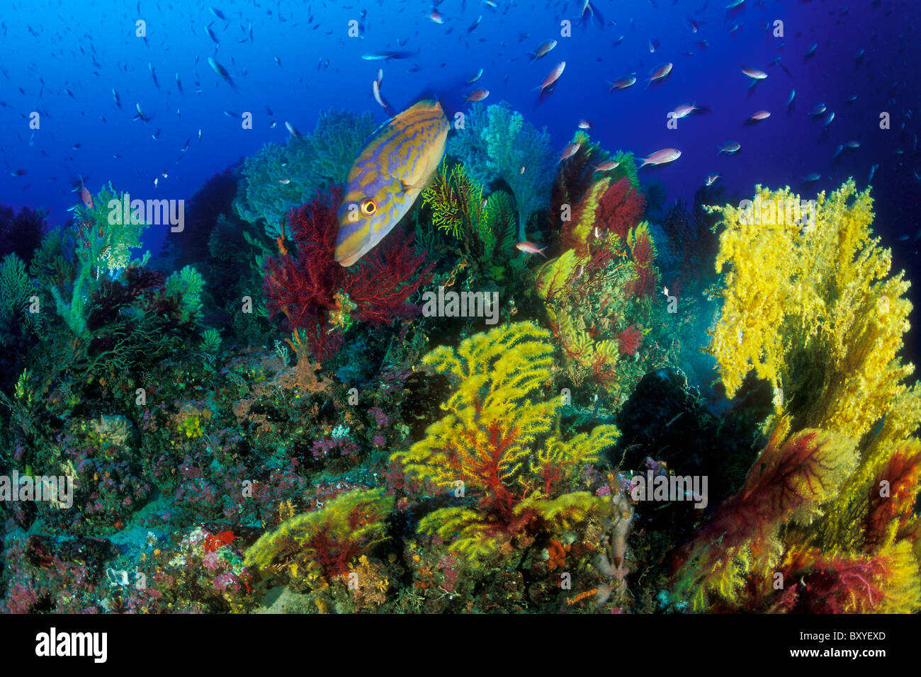 Kuckuck Lippfische im Korallenriff, Labrus Bimaculatus, Susac, Dalmatien, Adria, Kroatien Stockfoto
