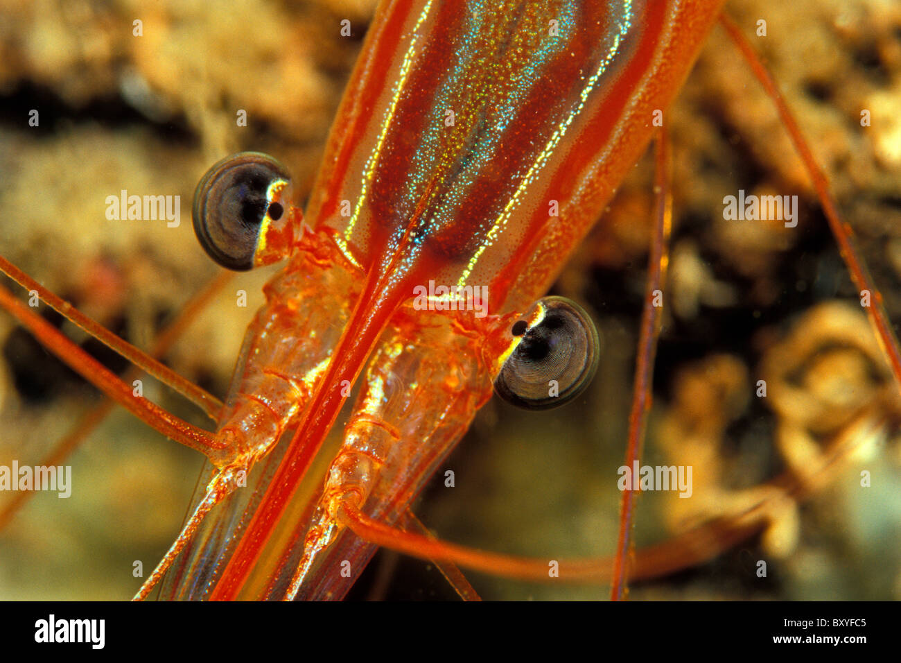 Einhorn-Garnelen, Pleisionika Narval, Susac, Dalmatien, Adria, Kroatien Stockfoto