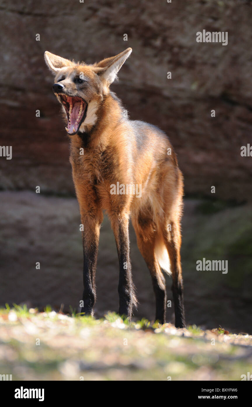 Mähnenwolf Stockfoto