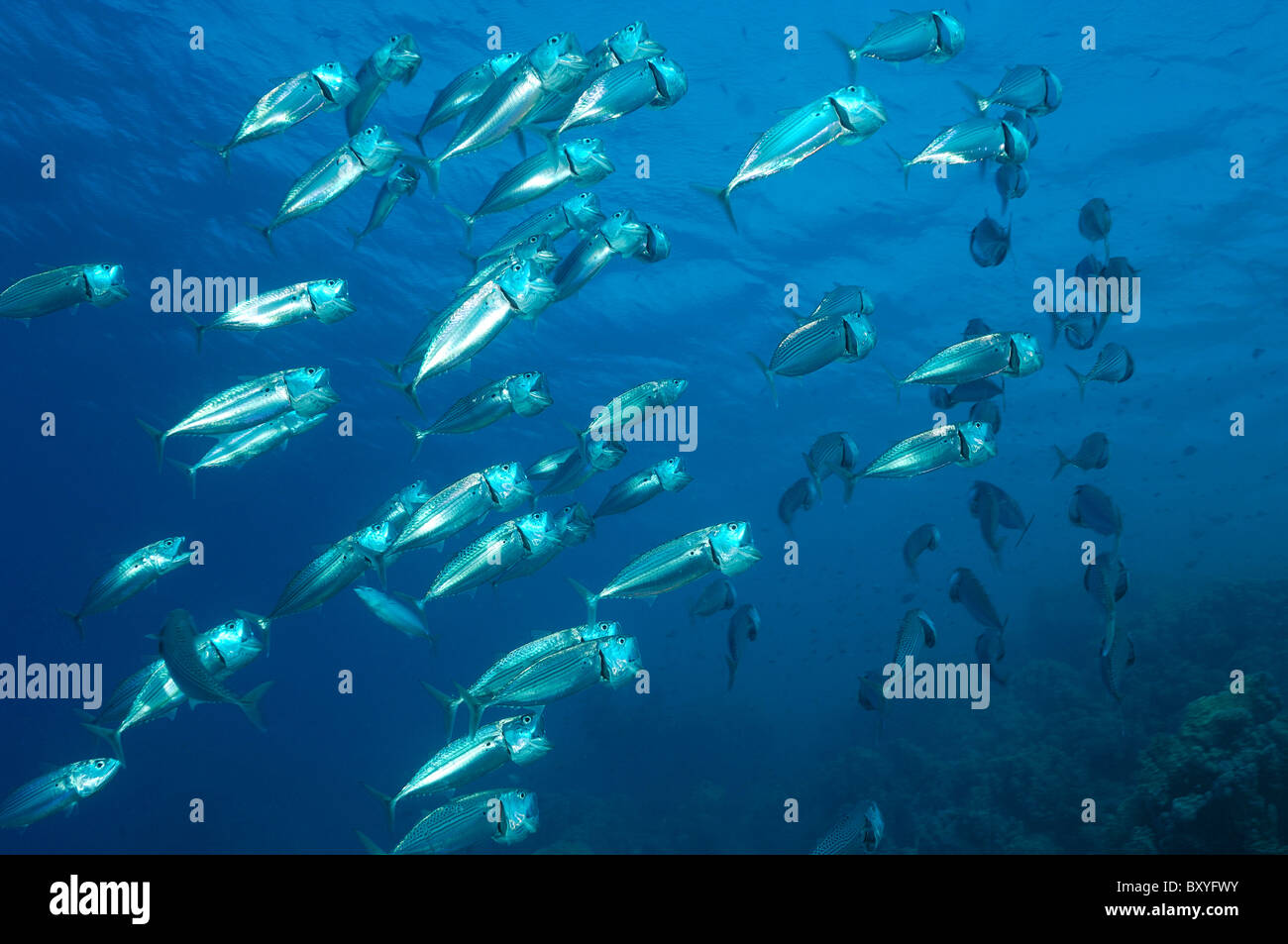 Fütterung gestreiften Makrelen, Rastrelliger Kanagurta, Marsa Alam, Rotes Meer, Ägypten Stockfoto