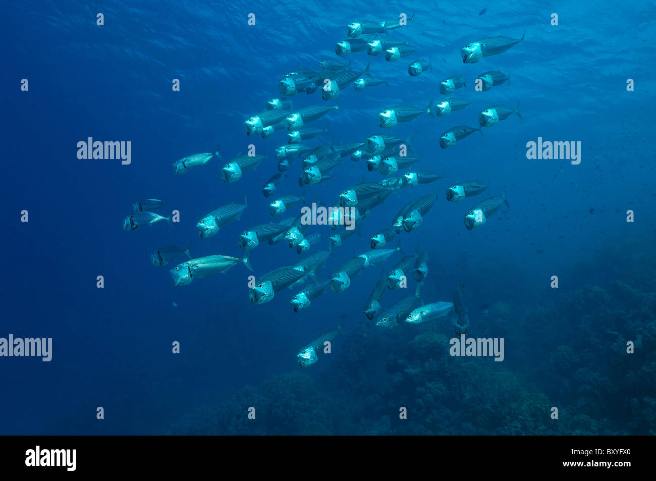 Fütterung gestreiften Makrelen, Rastrelliger Kanagurta, Marsa Alam, Rotes Meer, Ägypten Stockfoto