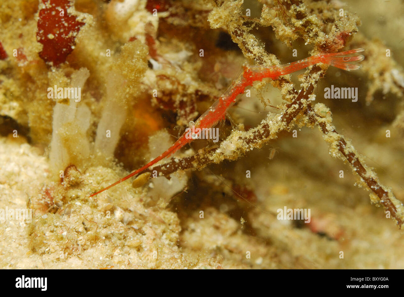 Rote Korallen Garnelen, Tozeuma SP., Triton Bay, West Papua, Indonesien Stockfoto