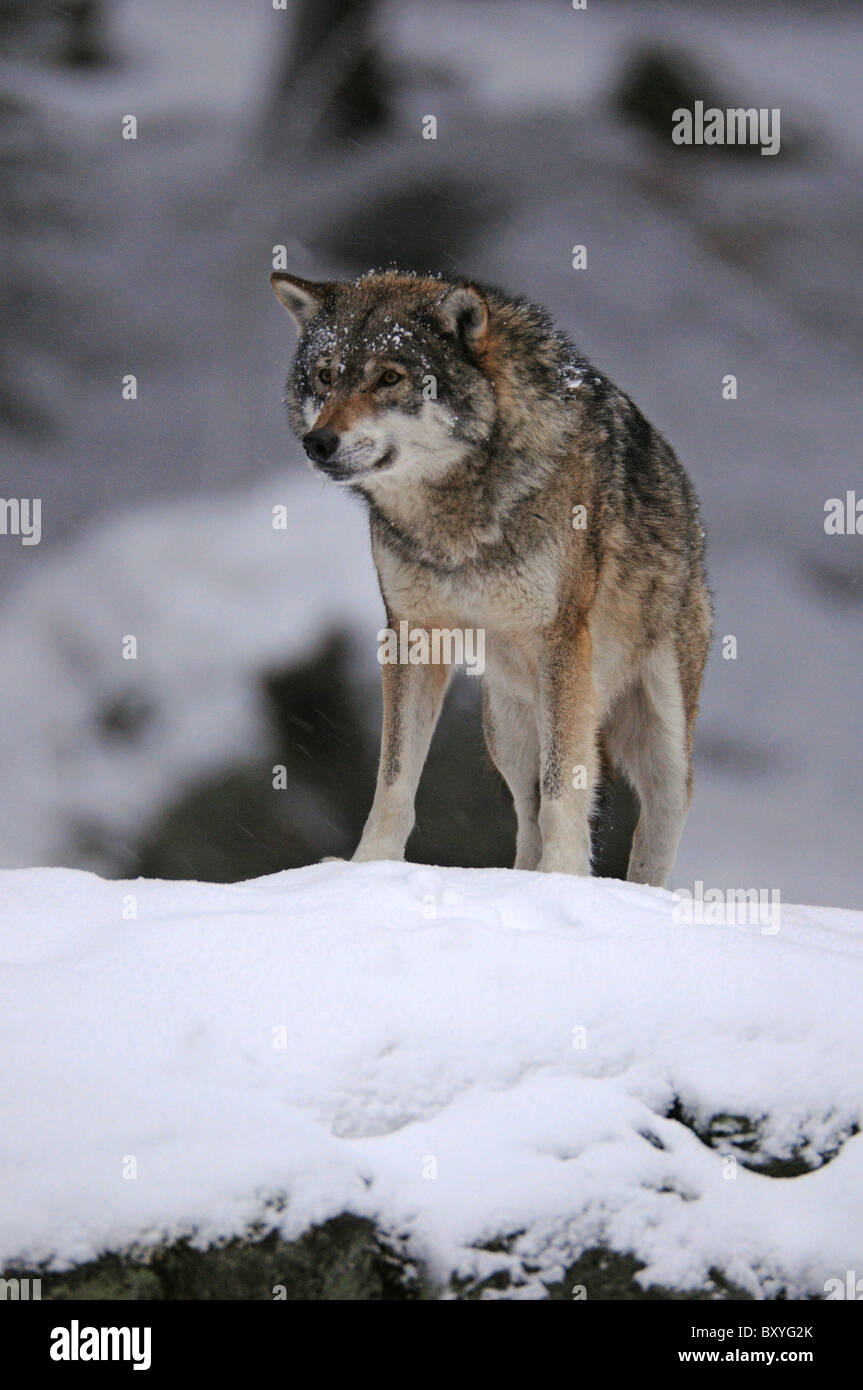 Greywolf Stockfoto