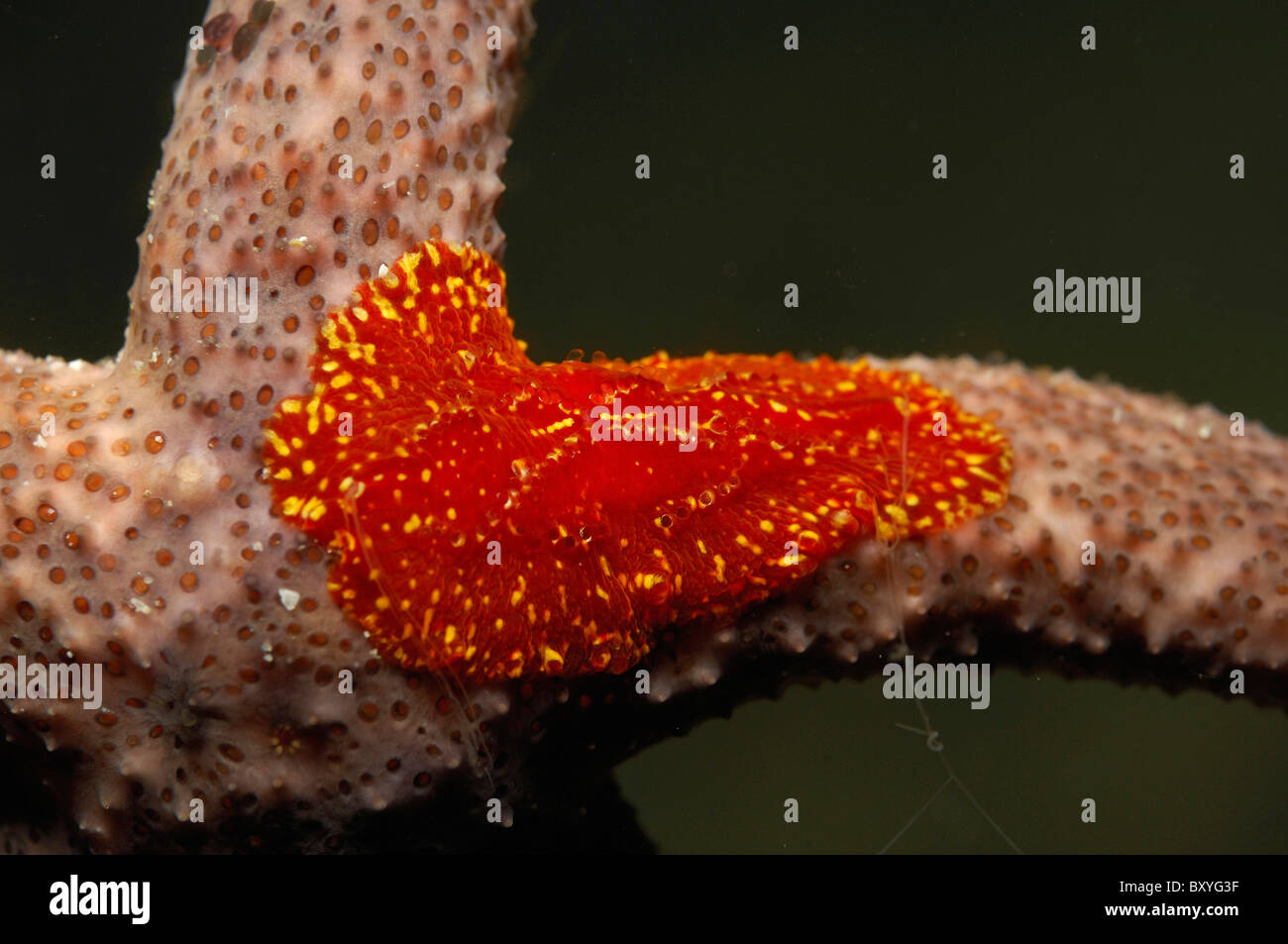 Comb Jelly am Seestern, Coeloplana Astericola, Triton Bay, West Papua, Indonesien Stockfoto