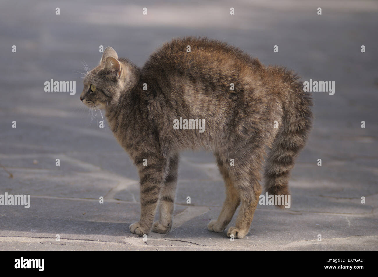 Katze Macht Buckel Und Läuft Seitlich Buckel der katze -Fotos und -Bildmaterial in hoher Auflösung – Alamy