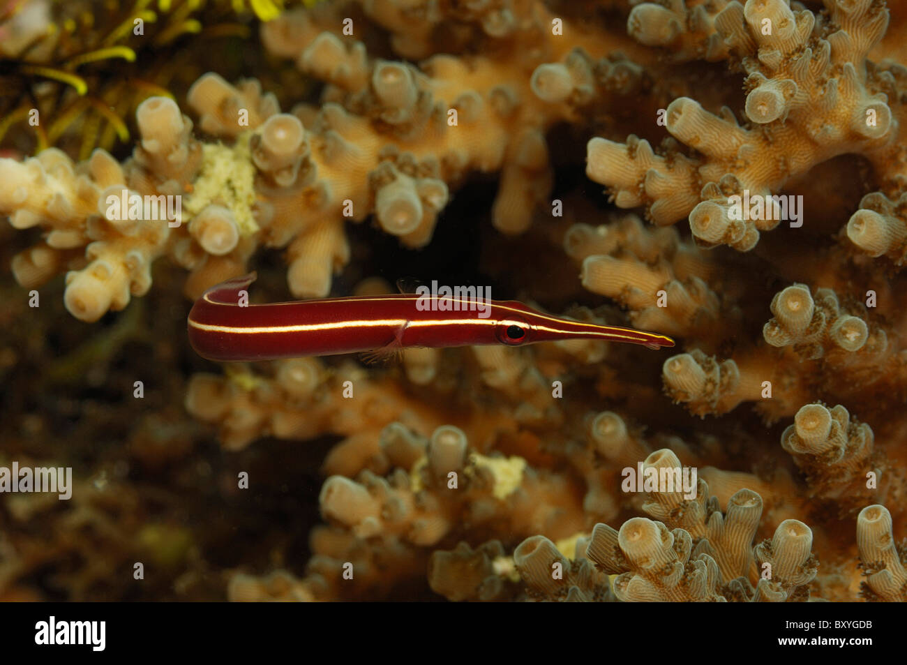 Gestreifte Clingfish, Diademichthys Lineatus, Triton Bay, West Papua, Indonesien Stockfoto
