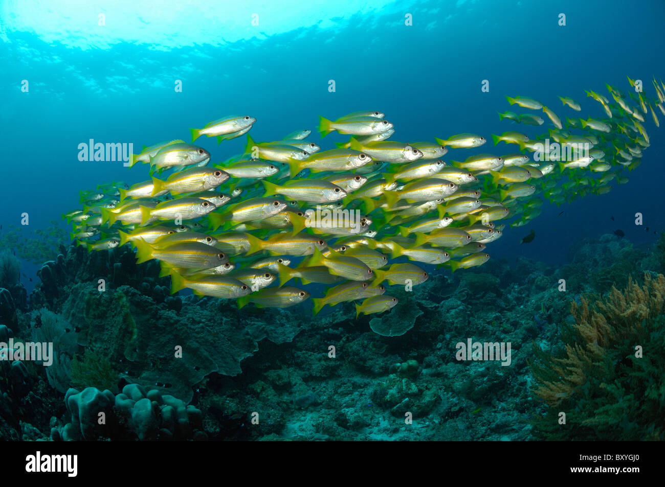 Big-Eye Snapper, Fischschwarm Lutjanus Lutjanus, Raja Ampat, West Papua, Indonesien Stockfoto