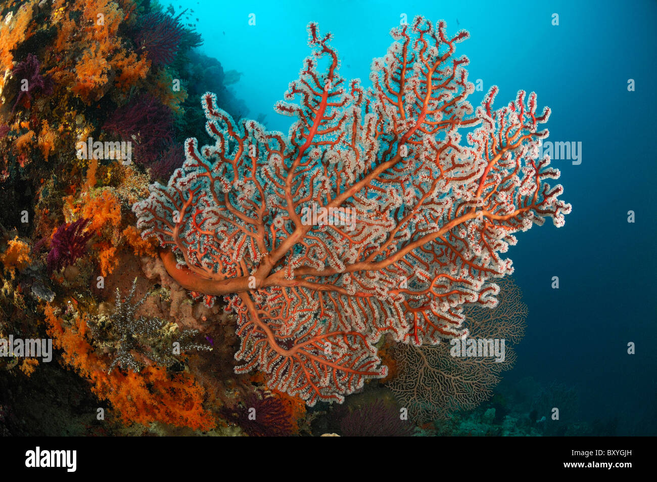 Red Seafan am Korallenriff, Solenocaulon Akalyx, Raja Ampat, West Papua, Indonesien Stockfoto