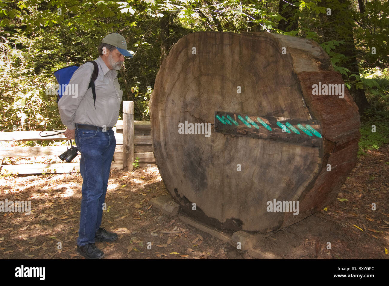 Elk237-X168 Kalifornien, Big Sur Küste, Pfeiffer Big Sur State Park Visitor Center, Mann, Blick auf Redwood Wachstum display Stockfoto