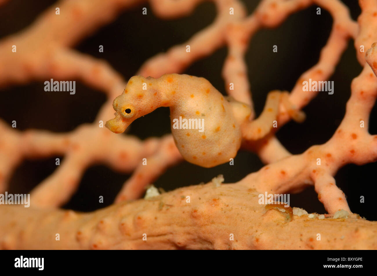 Denise Pygmäen Seepferdchen, Hippocampus Denise, Raja Ampat, West Papua, Indonesien Stockfoto