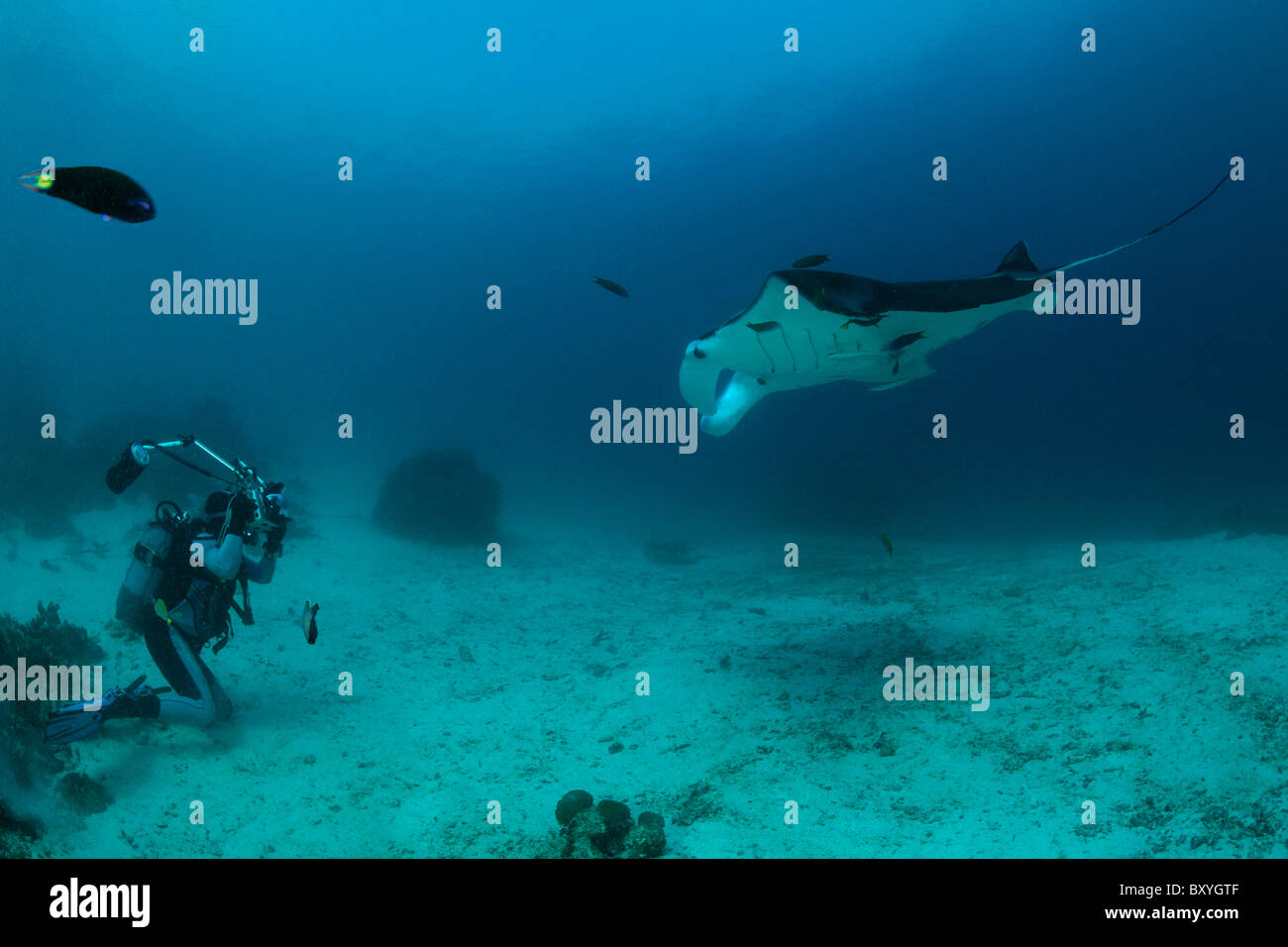 Scuba Diver fotografiert von Manta bei Cleaning Station, Manta Birostris, Raja Ampat, West Papua, Indonesien Stockfoto