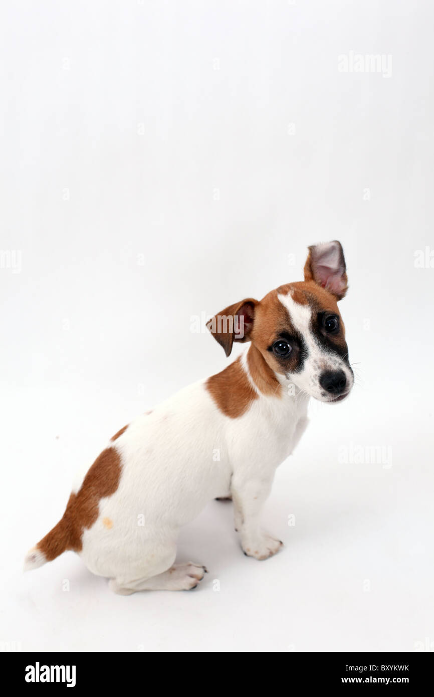 Studioaufnahme von ein Jack-Russell-Terrier, sitzend auf einem weißen Hintergrund. Stockfoto