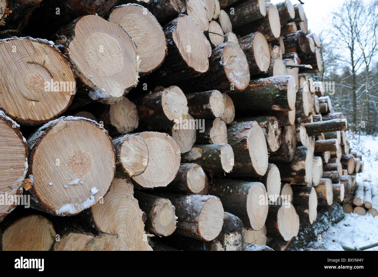 Gefällten Kiefern, hoch aufgetürmt im Schnee in Cannock Chase im Rahmen der Waldbewirtschaftung Stockfoto