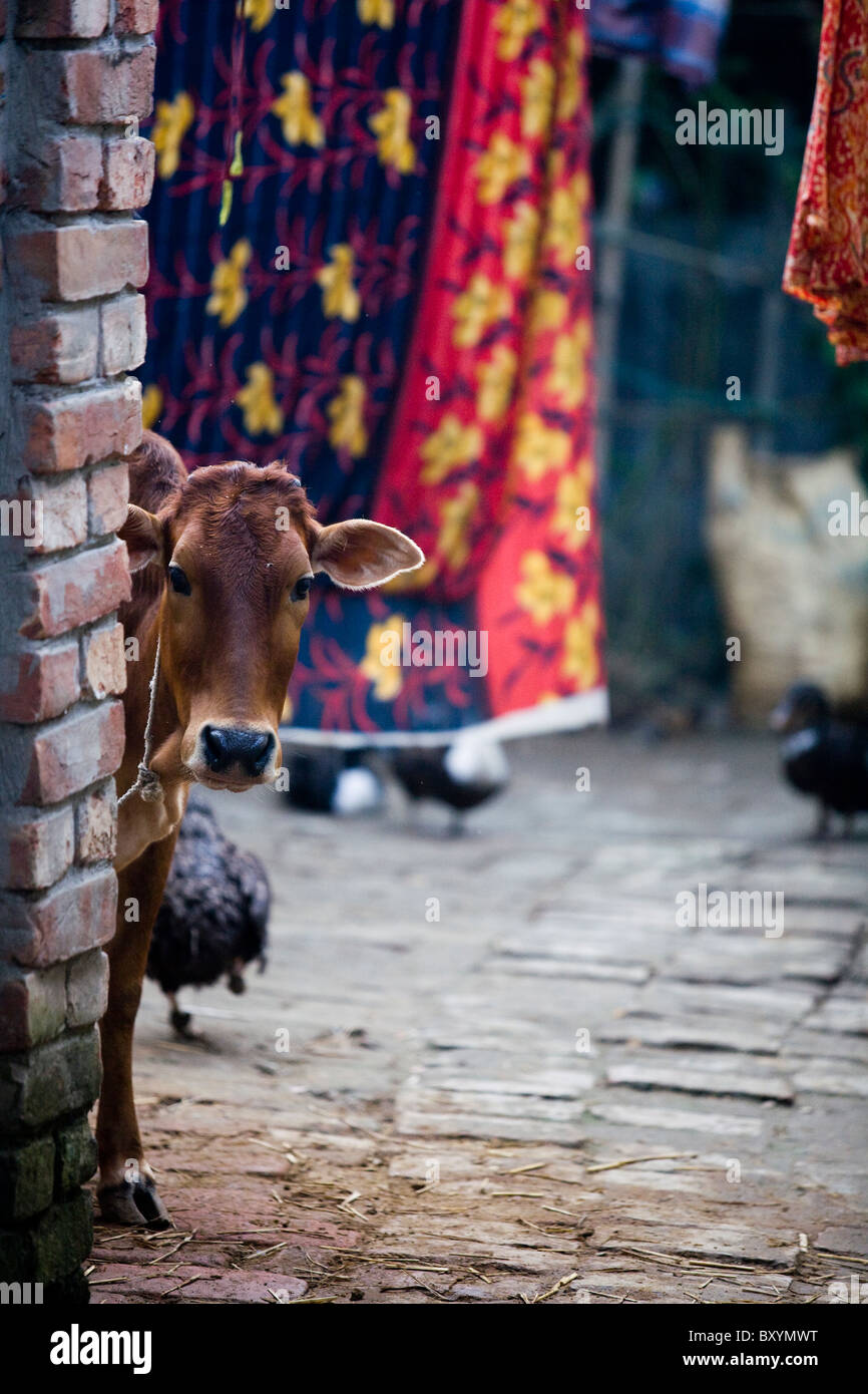 Kuh im ländlichen Dorf, Bangladesch Stockfoto