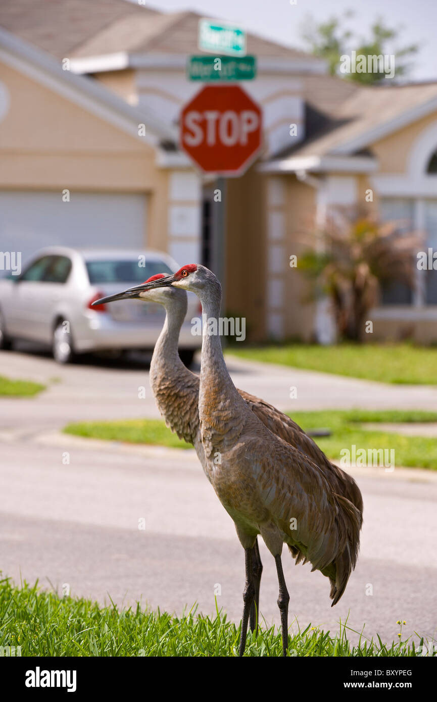 Kraniche in Florida Stockfoto