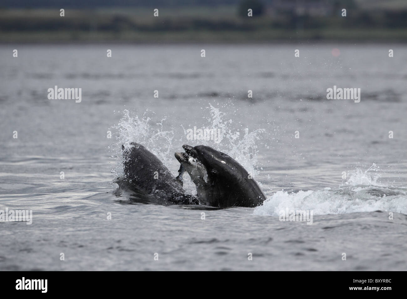 Gemeinsamen Tümmler, Tursiops Truncatus, Fütterung auf Atlantischen Lachs, Salmo salar in Inverness-shire Stockfoto