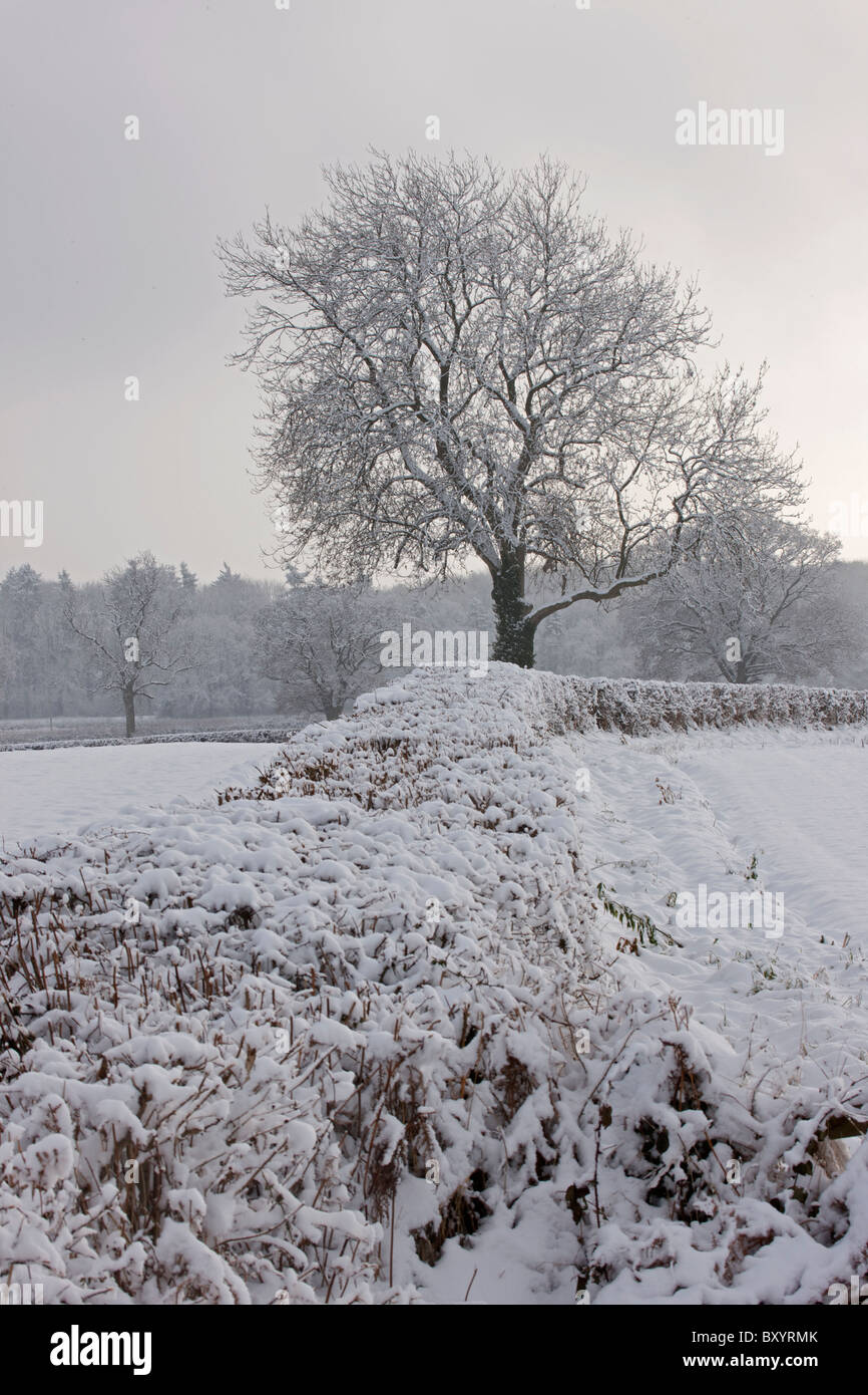 Raureif auf Bäumen - Vereinigtes Königreich Stockfoto