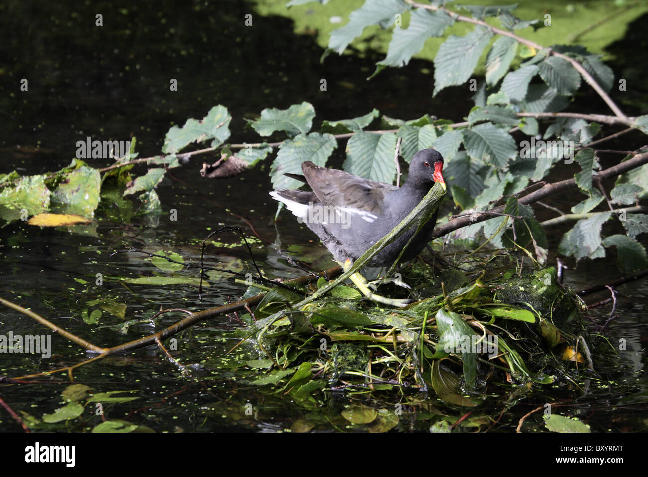 Teichhühner, Gallinula Chloropus, dass Nest mit Unkraut Stockfoto